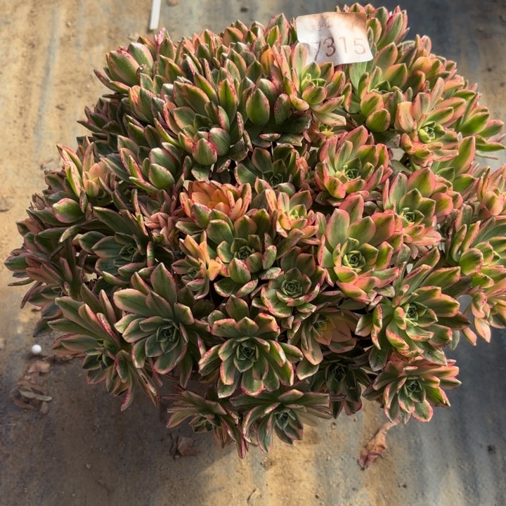 甜茶多肉法师7315