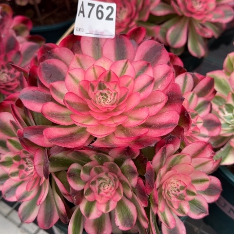 762荔枝20厘米左右