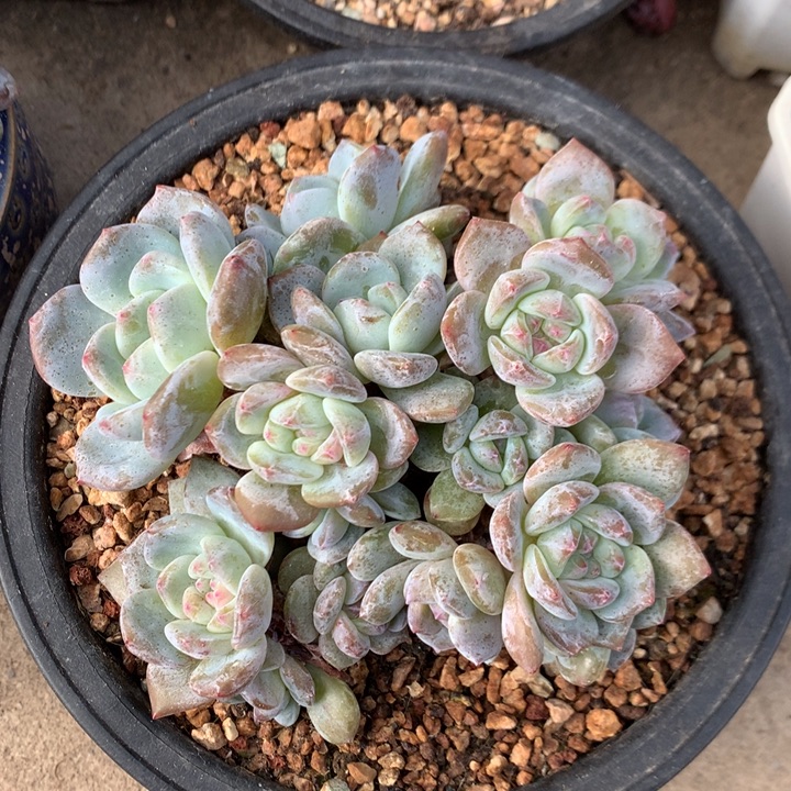 多肉植物石榴籽星影16头朵朵