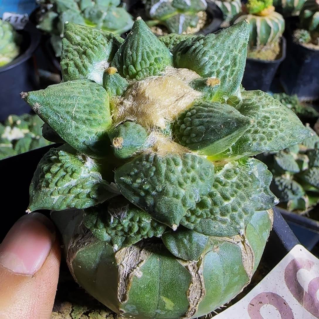 怒涛826仙人球开花