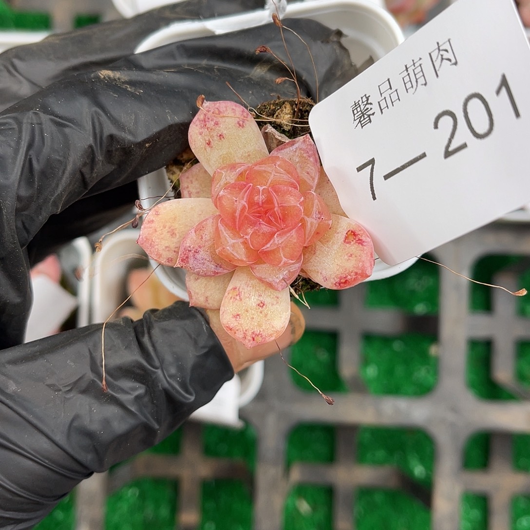 多肉一物一拍7-201