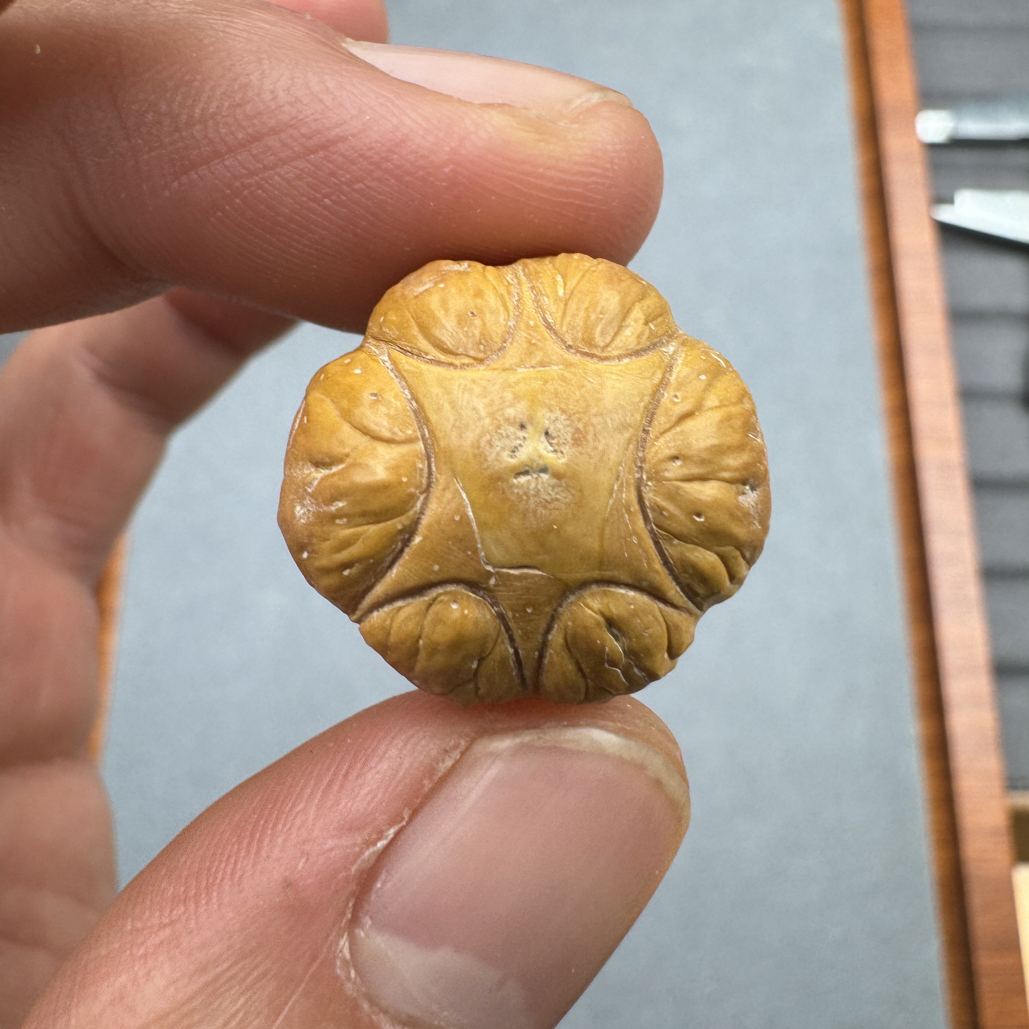 21+尼泊尔麒麟眼雕刻六星，凤眼菩提顶珠腰珠背云，开孔不退