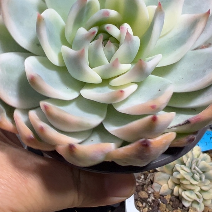 吉娃娃锦多肉植物374