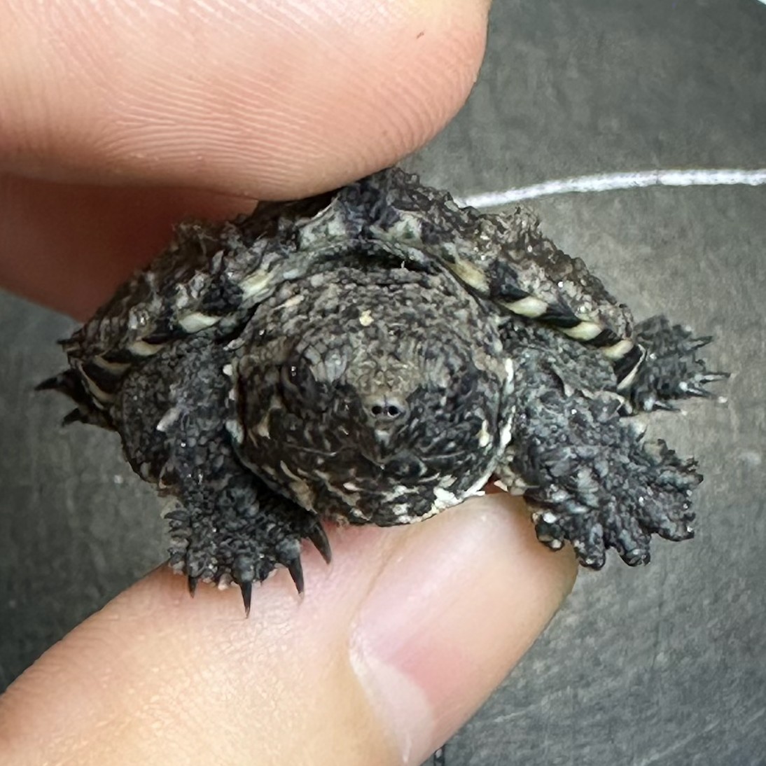 【直播挑选】佛鳄苗原种杂佛凶猛宠物观赏龟