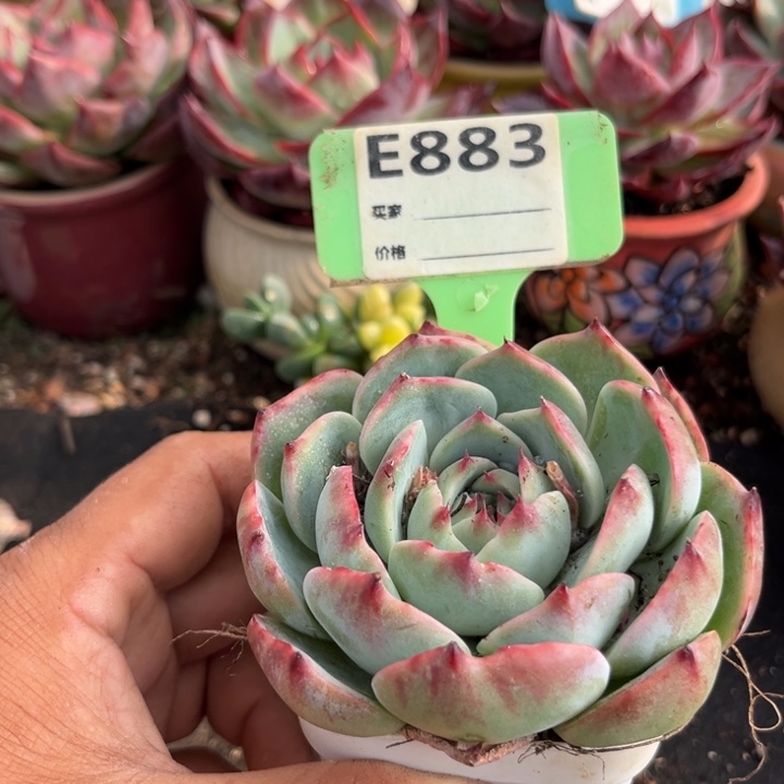 惊鸿一瞥多肉植物883