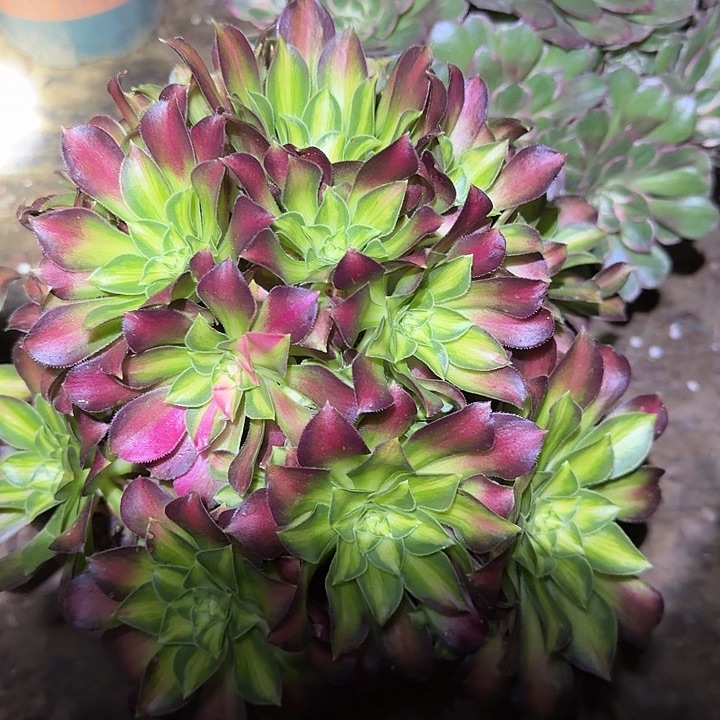 精品韶华老桩亏本福利