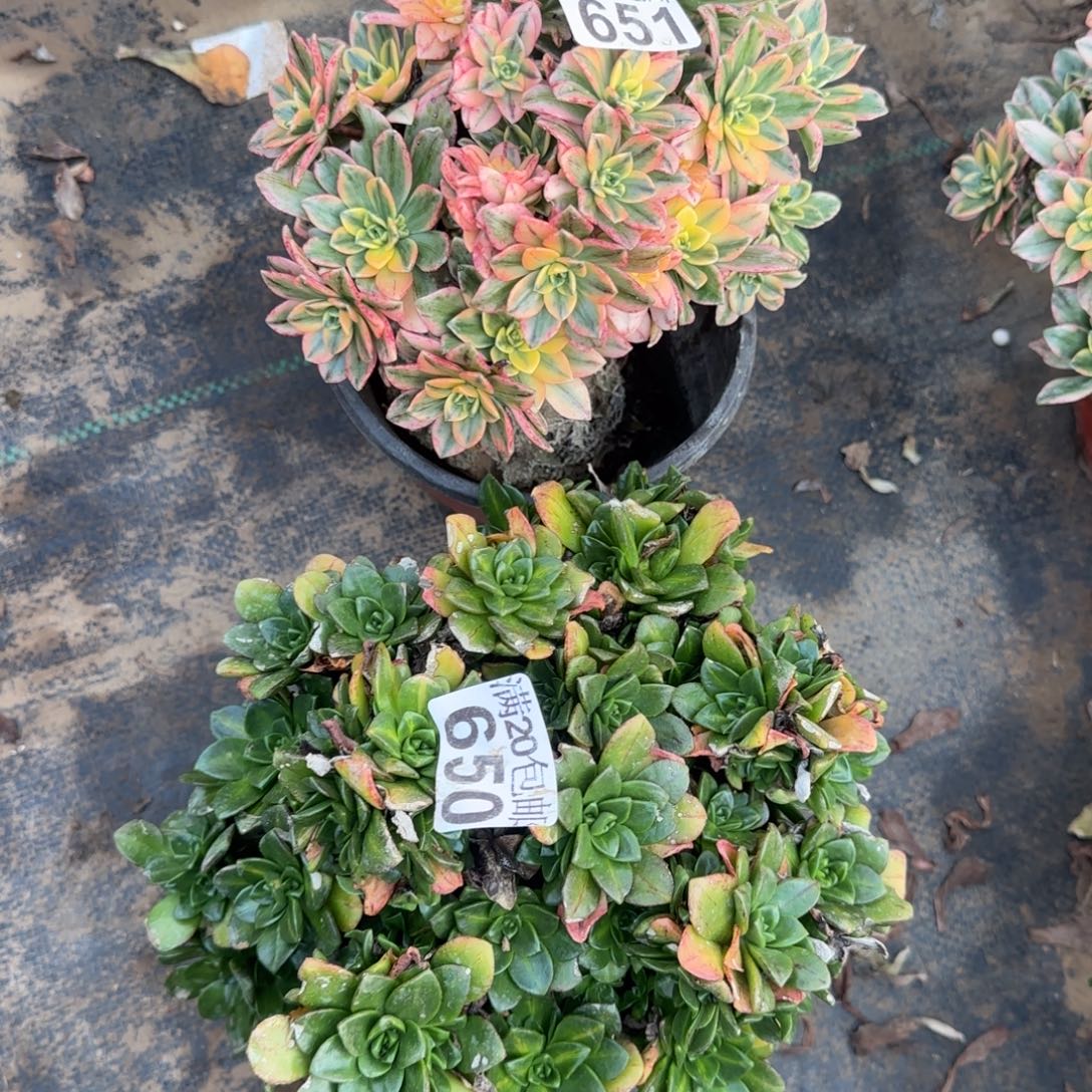 多肉650+651满20包邮断枝不包