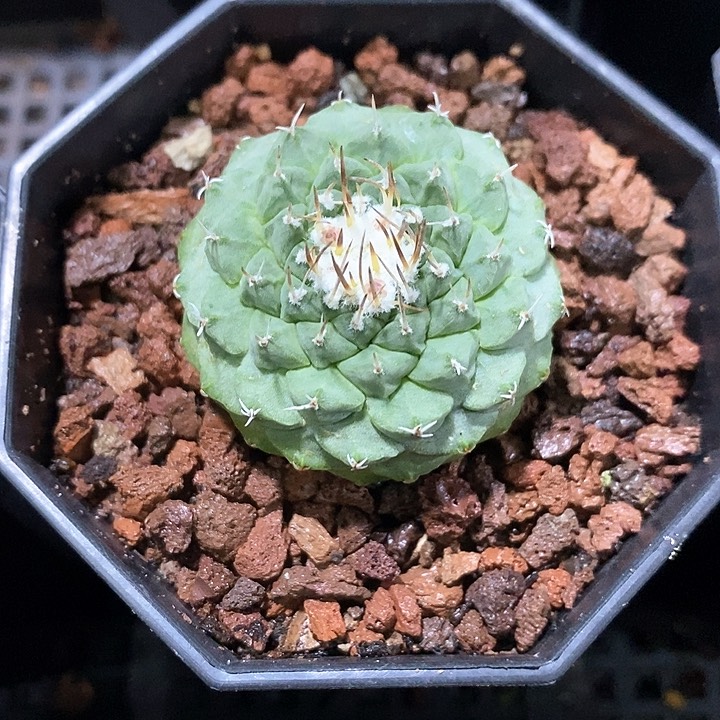 孤品实生优选菊水3.6cm仙人球