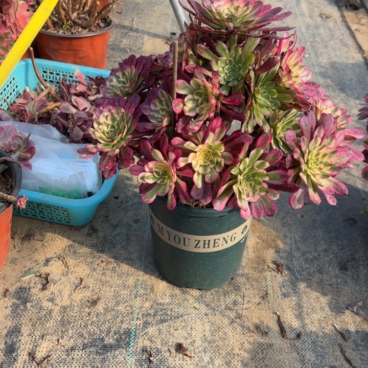 19舞多肉多肉多肉