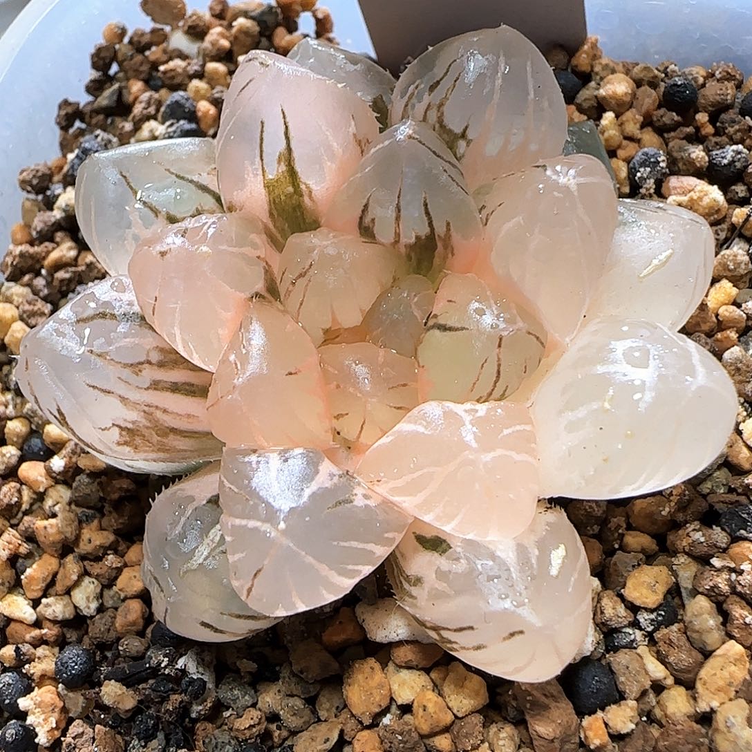 147号OM玉露锦 5 厘米左右一物一拍带盆发货