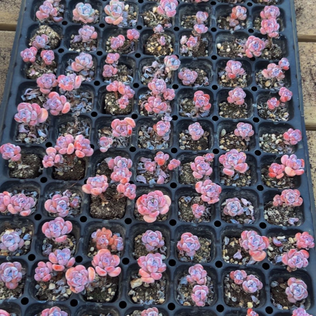 549多肉植物和各种动物