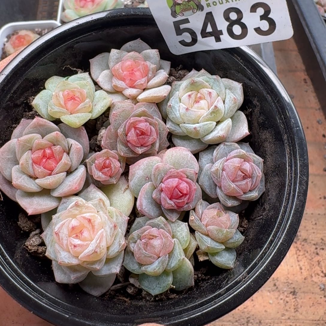 多肉植物多肉植物