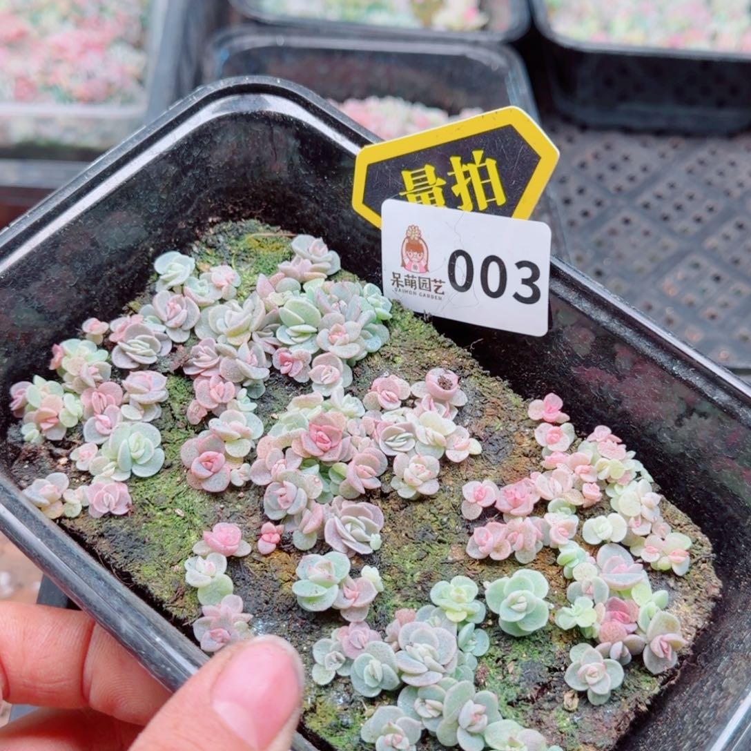 多肉植物多肉植物