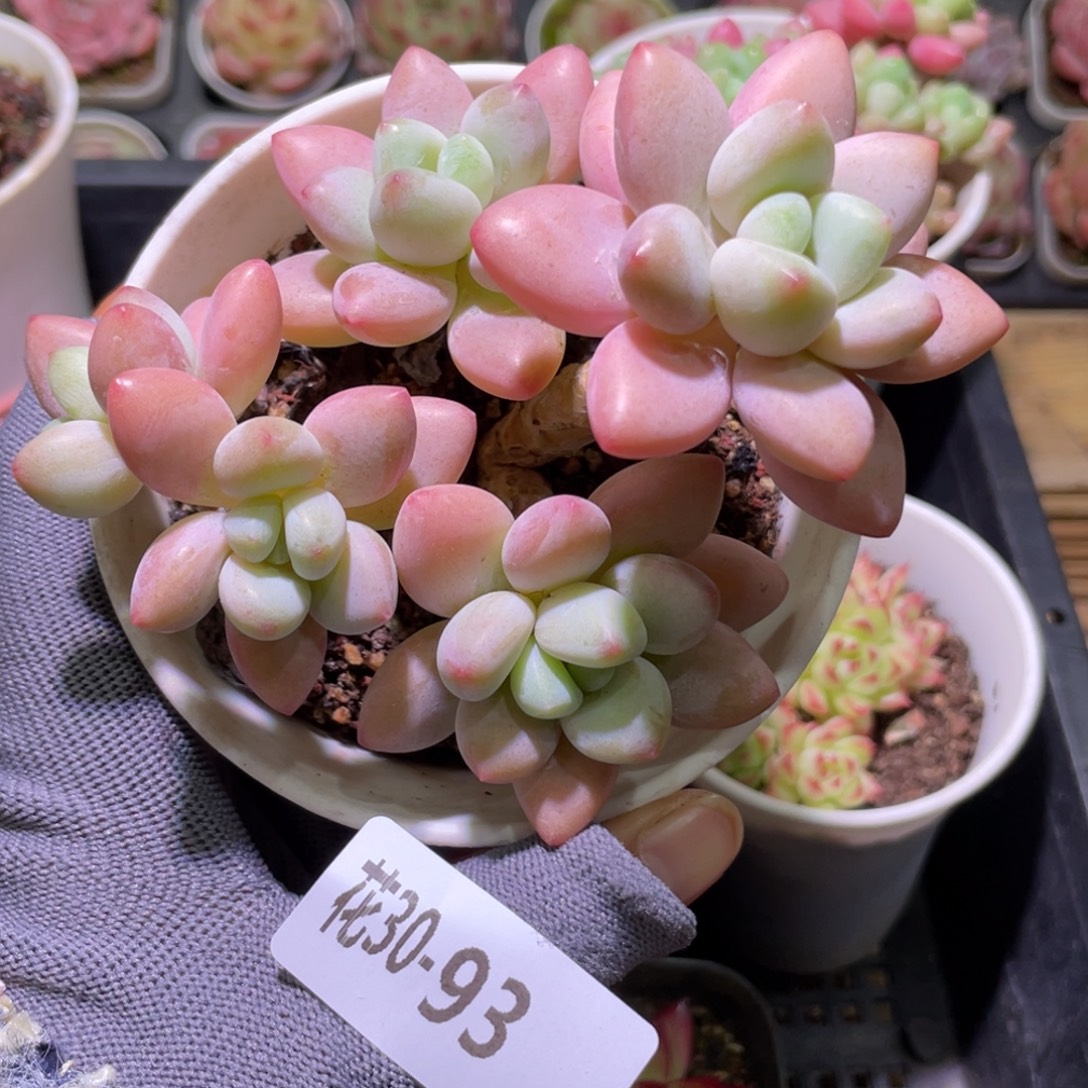 花利美30-93洛神群