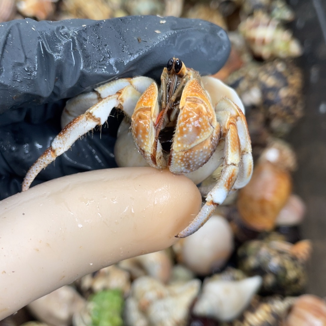 活体宠物不退不换39