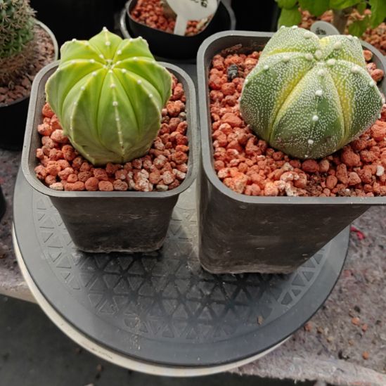 李***住实生鸾凤兜带盆发货