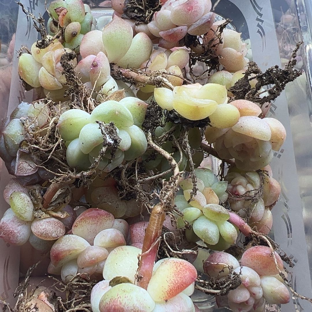 7***.糖心多肉一物一拍73