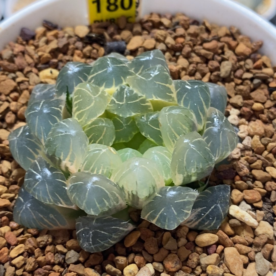 不开花植物180玉露