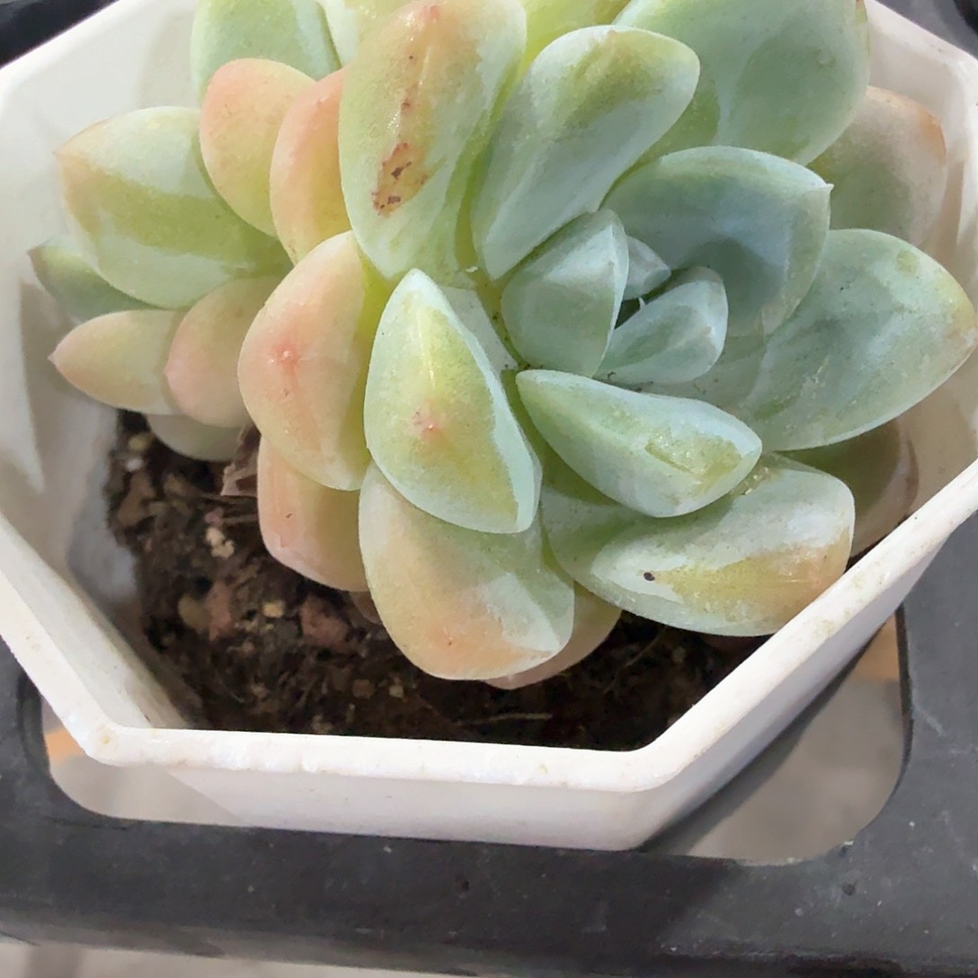 冰玉双头多肉植物