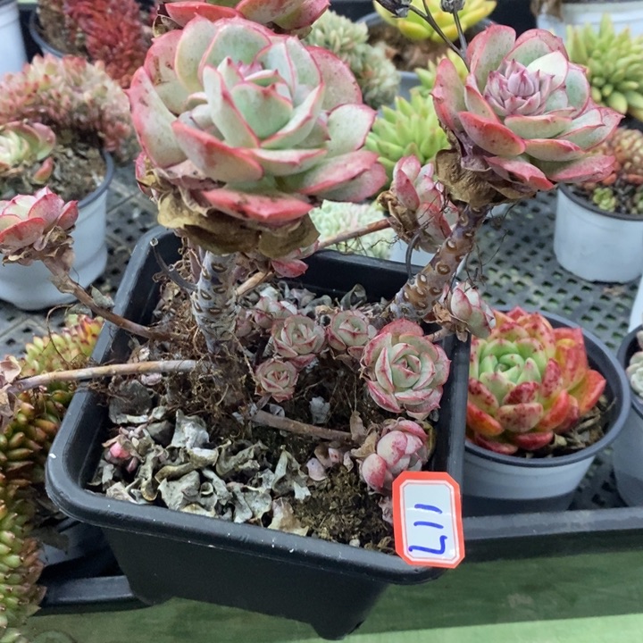 锦**?一物一拍克罗地亚玫瑰多肉117