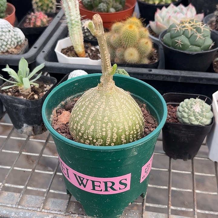 我也不知道我为什么要这