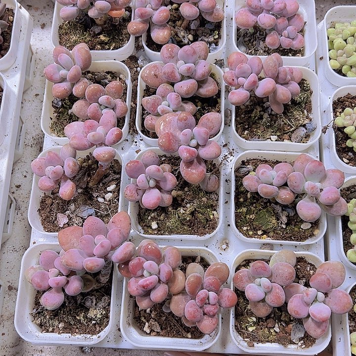 双头桃蛋19包邮多肉