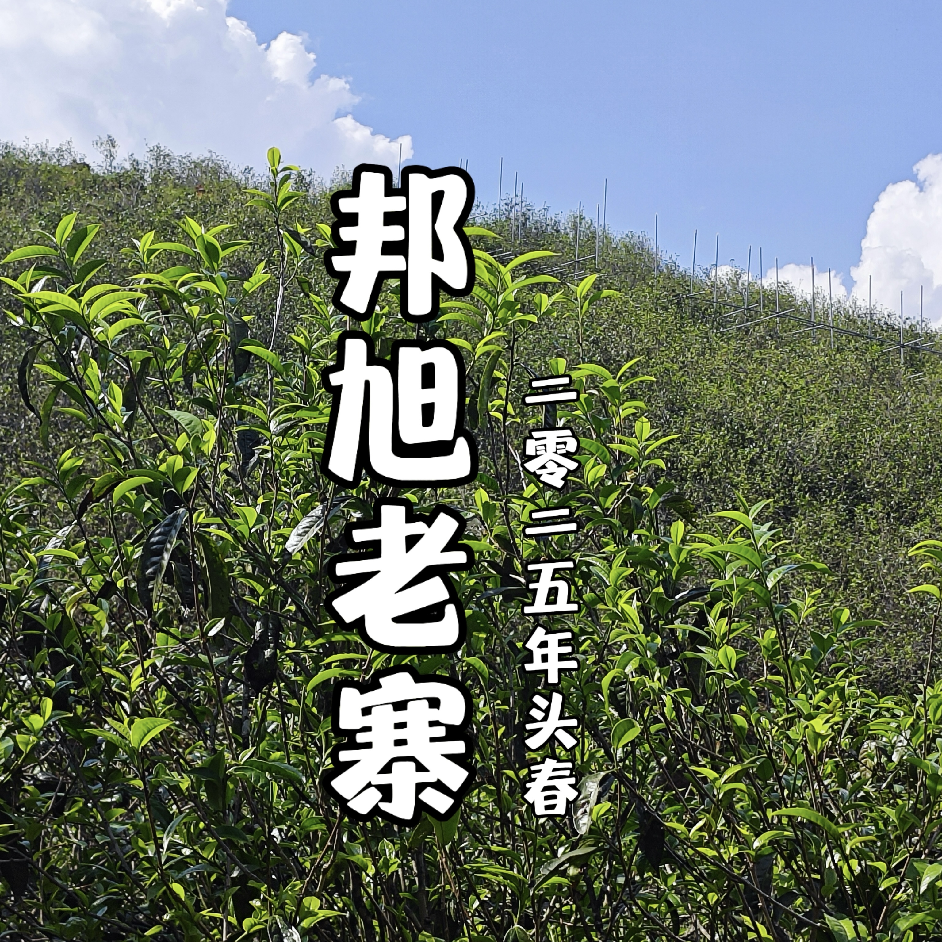 【支书严选】2025年 邦旭老寨 古树头春普洱生茶 散茶