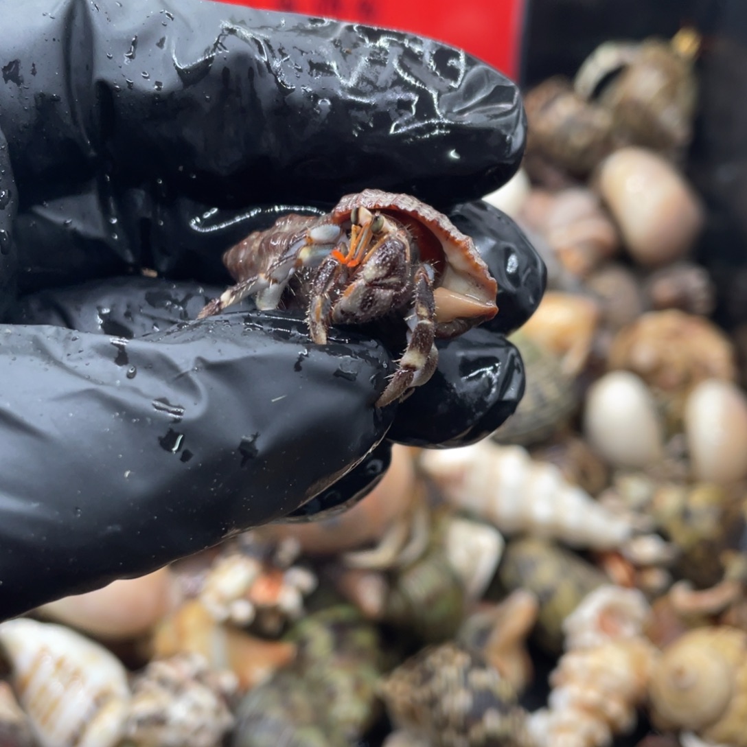 不退不换谢谢支持85