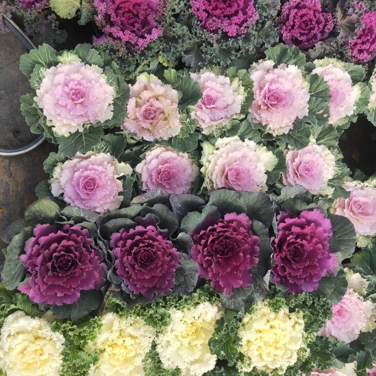 （拍一发四）羽衣甘蓝盆栽易养可食用可观叶植物适合阳台庭院