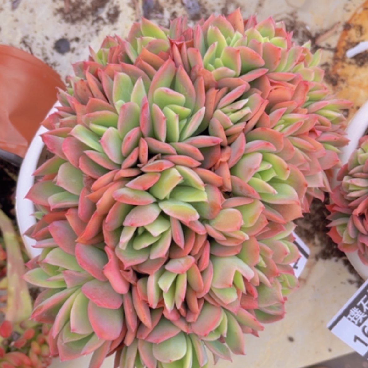 【闪购商品】绮罗16161