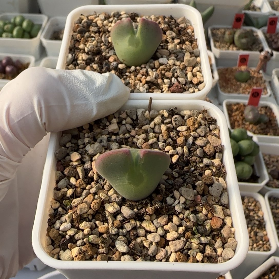 老***米12-1-当天满38包邮3年矮胖空蝉2.1cm