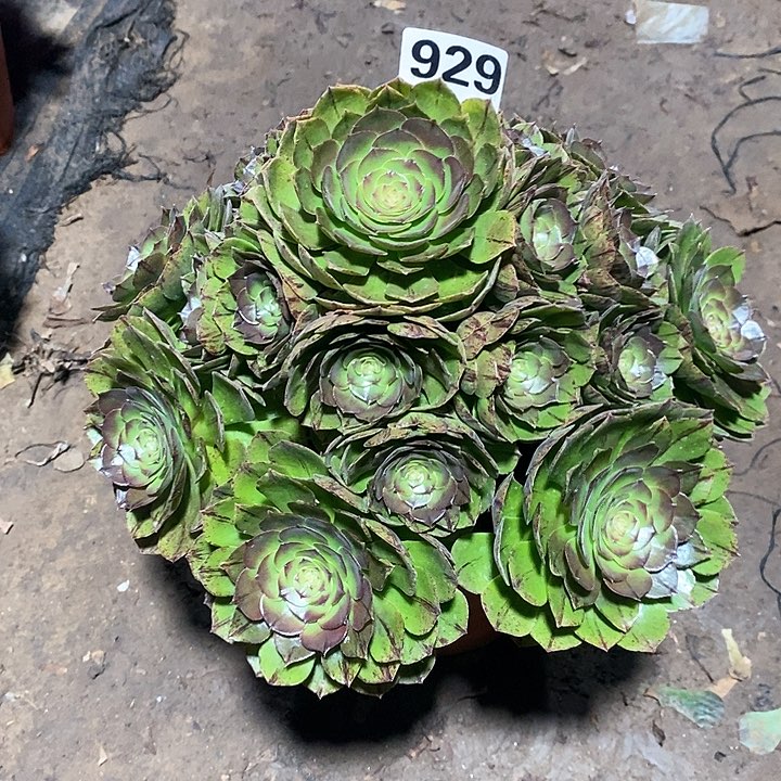 法师植物12345678