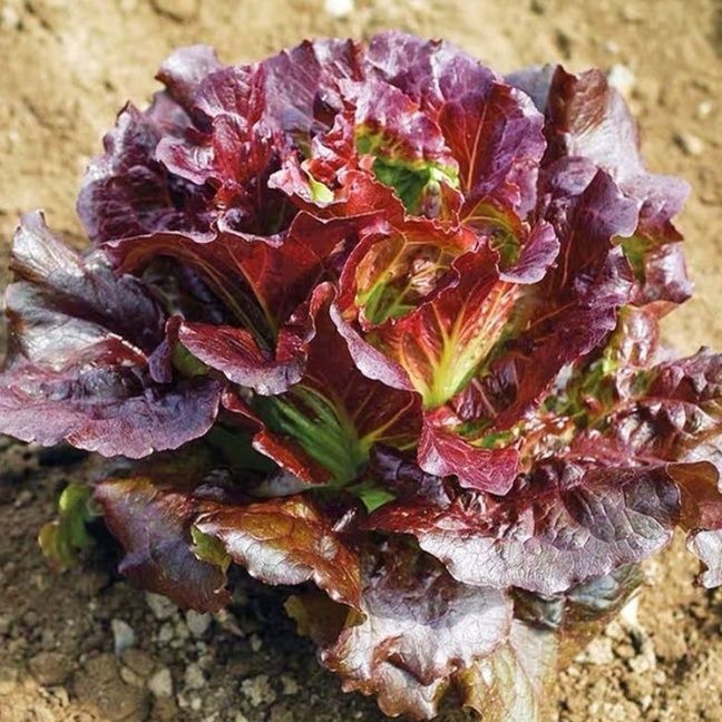 奶油咖啡紫生菜种子菜种子秋冬阳台蔬菜种子四季紫色生菜种籽