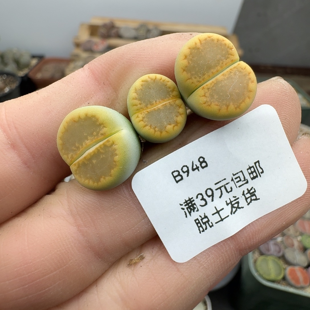 948多肉哈哈哈哈哈哈哈