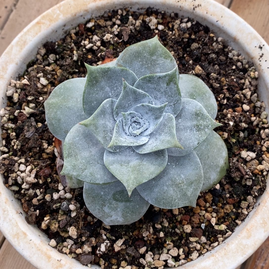 普芙雾冷塔小老桩特价