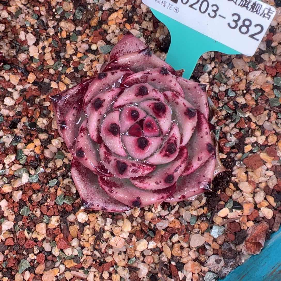 多肉一物一拍0203-382