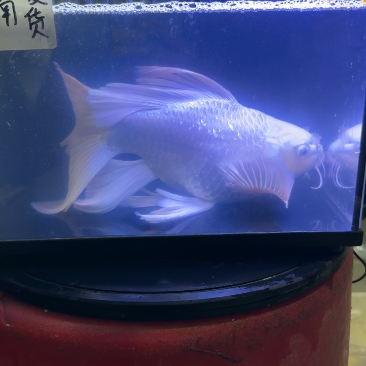 小***平蝴蝶鲤鱼蝴蝶鲤150