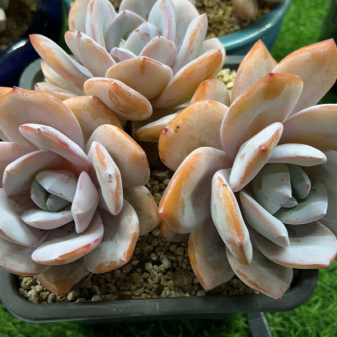 奶茶，精品多肉，一物一拍