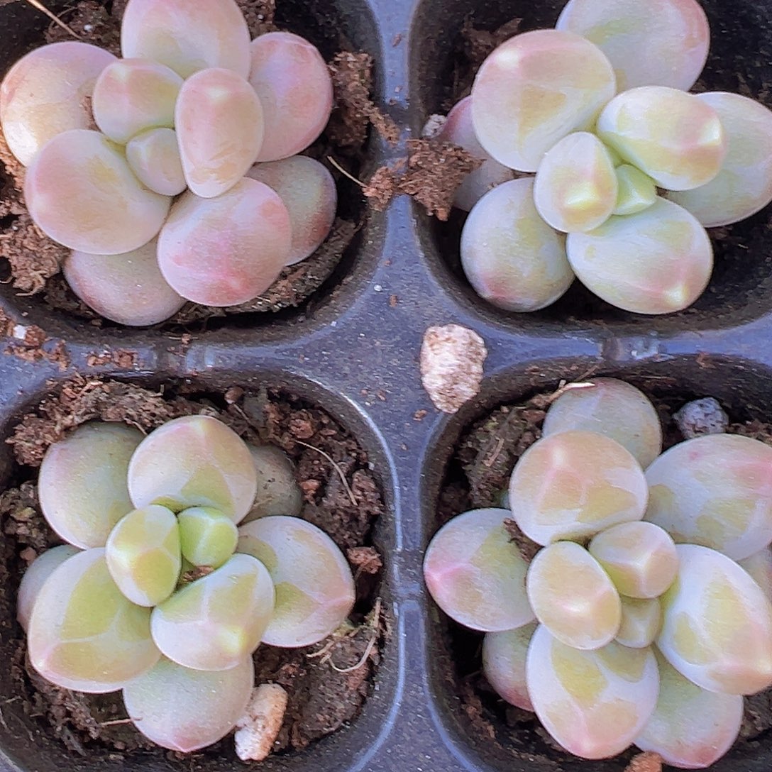 咖啡豆3颗19包邮多肉植物