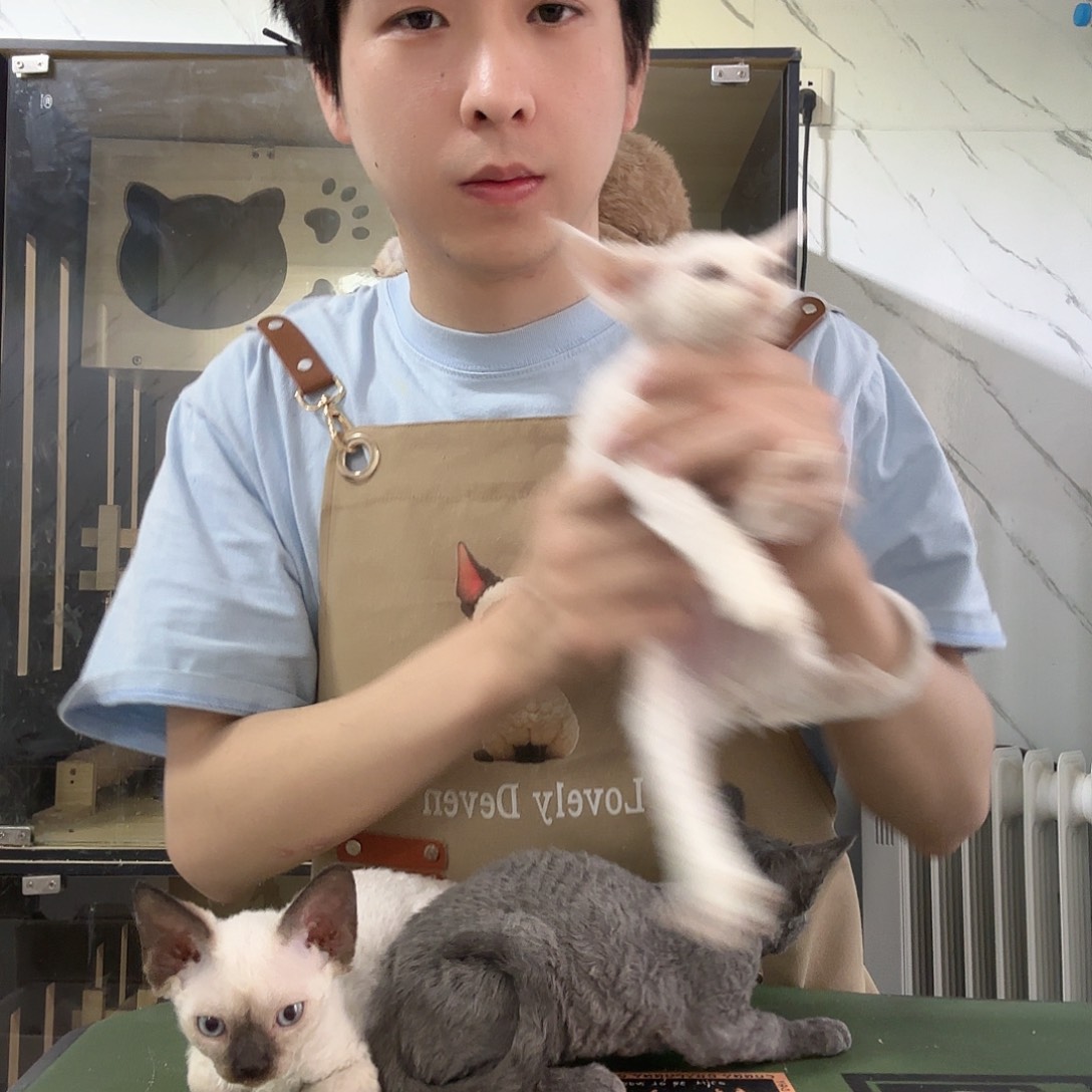 德文德文卷毛猫德文卷毛猫