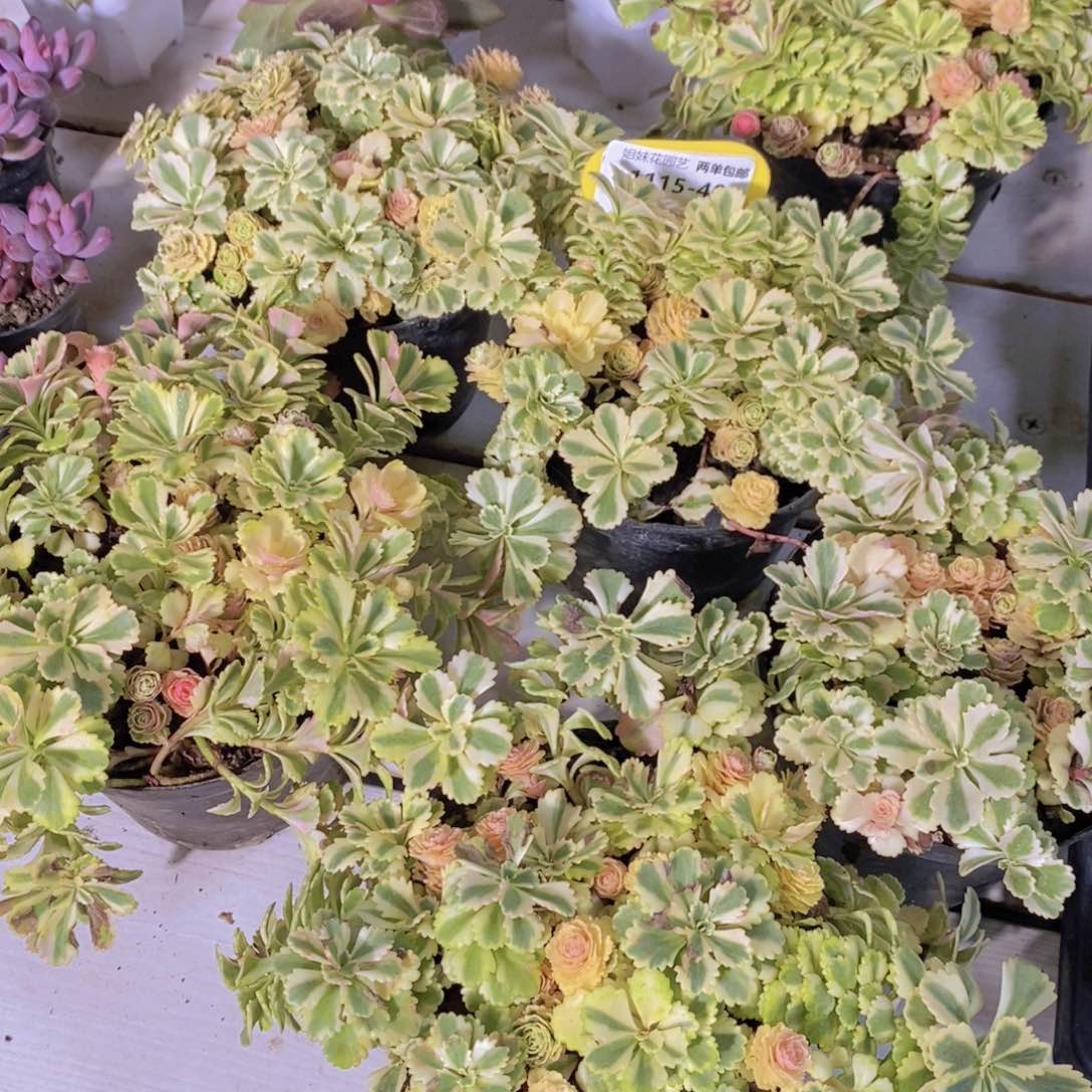 1115-40-精品母本亚特兰蒂斯锦多头捧花群一个