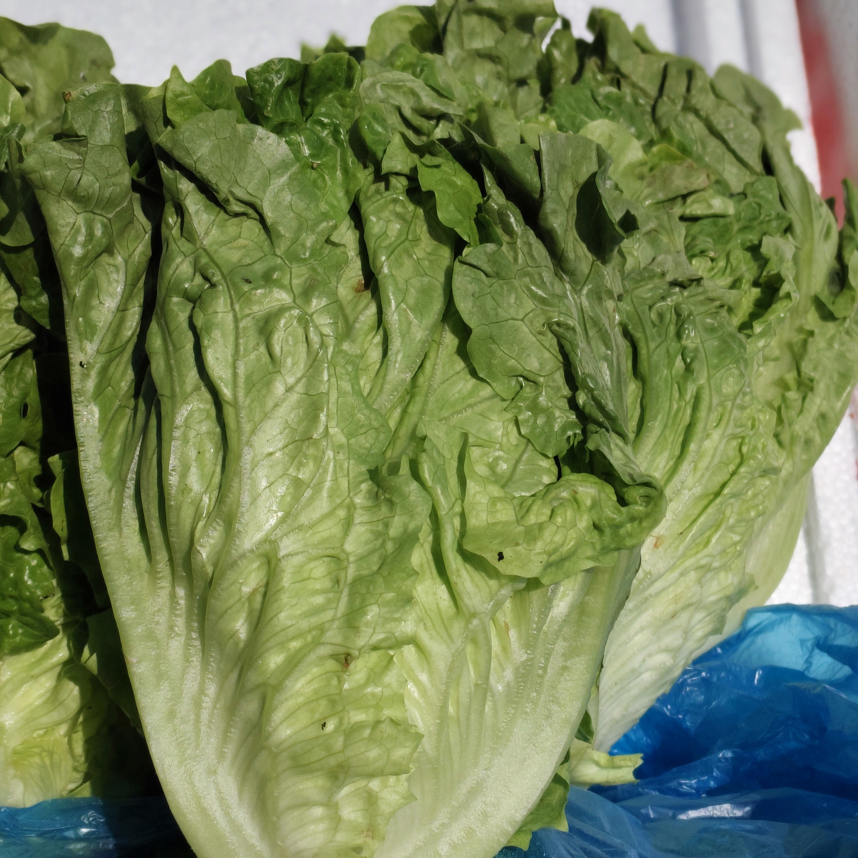 云南大利生菜生菜