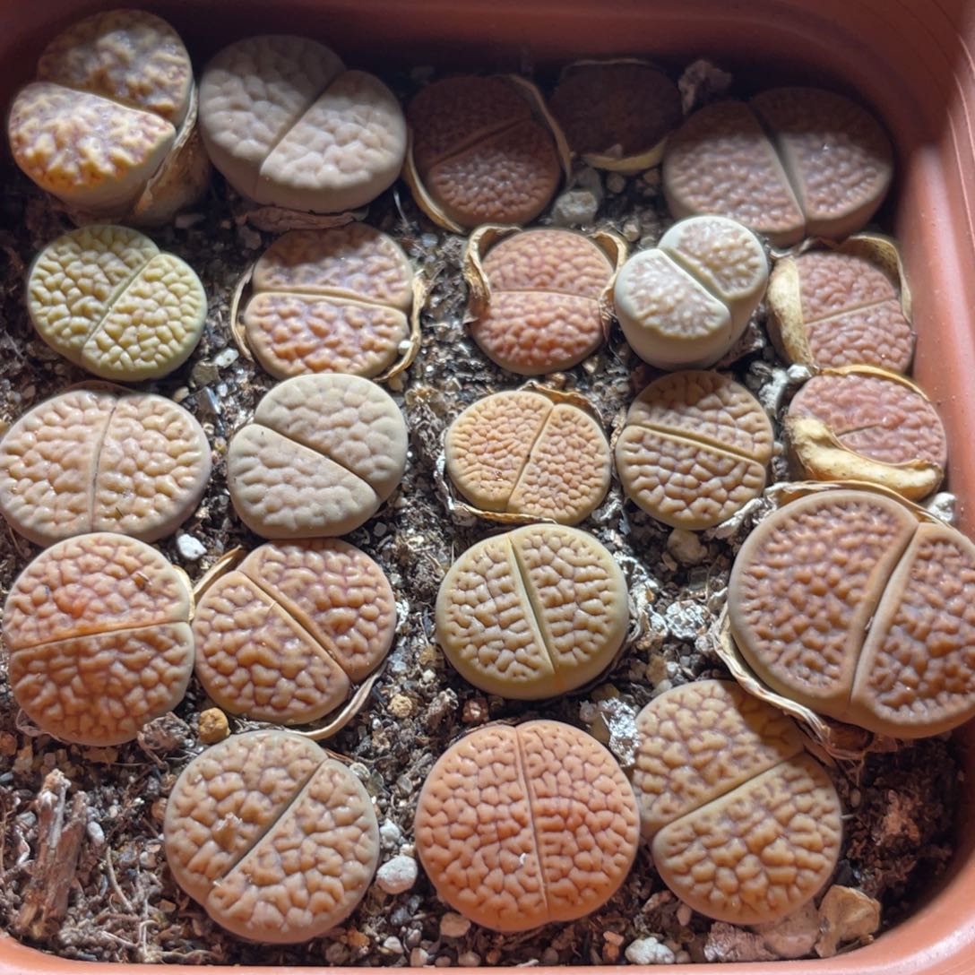 今晚大盆特价更新～8