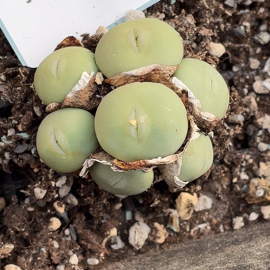 晨***22-19肉锥多肉植物