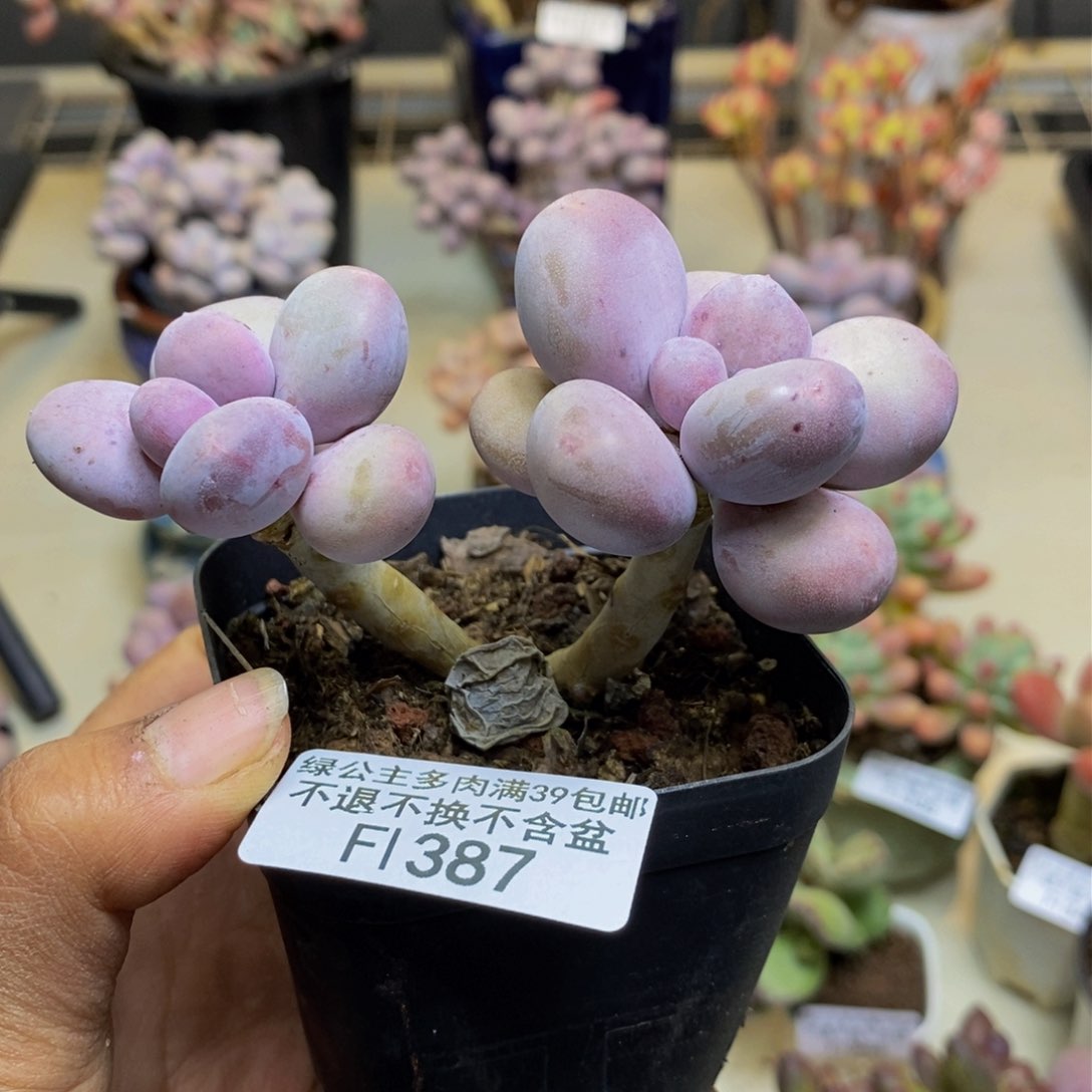 387彩虹奶多肉7cm