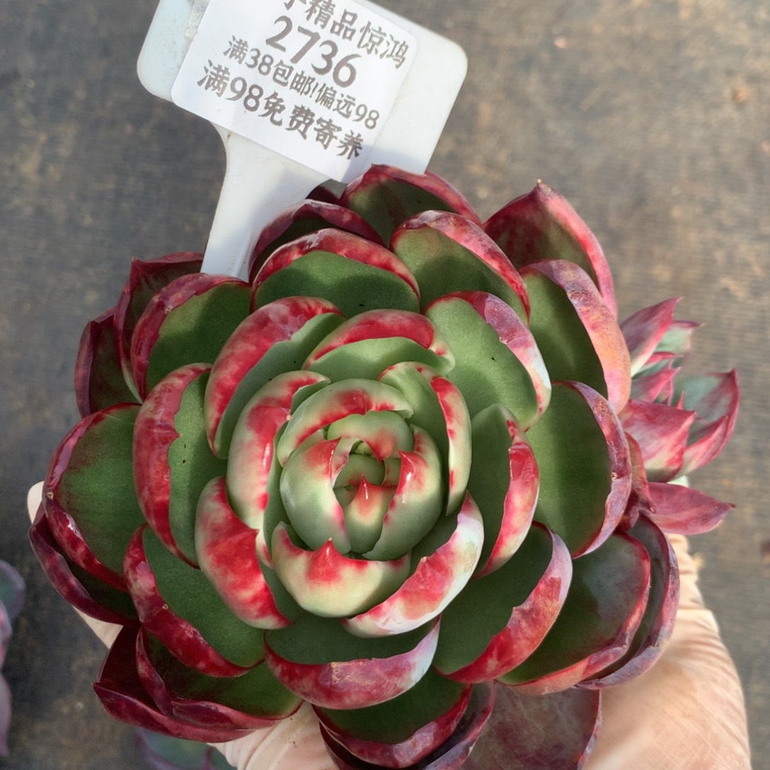 2736号诺肉植物惊鸿13