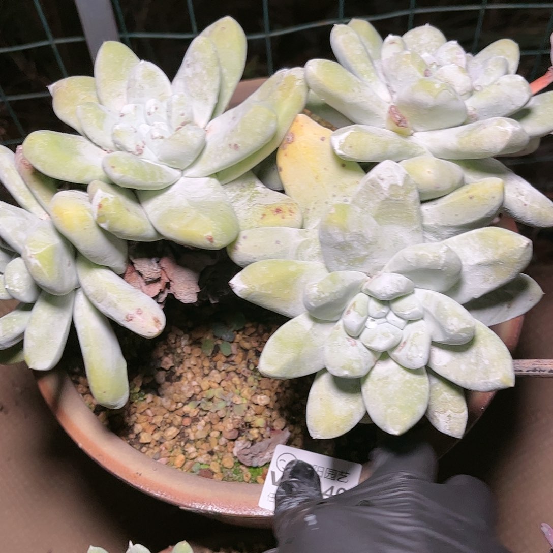 9140原产地拇指仙女杯多肉