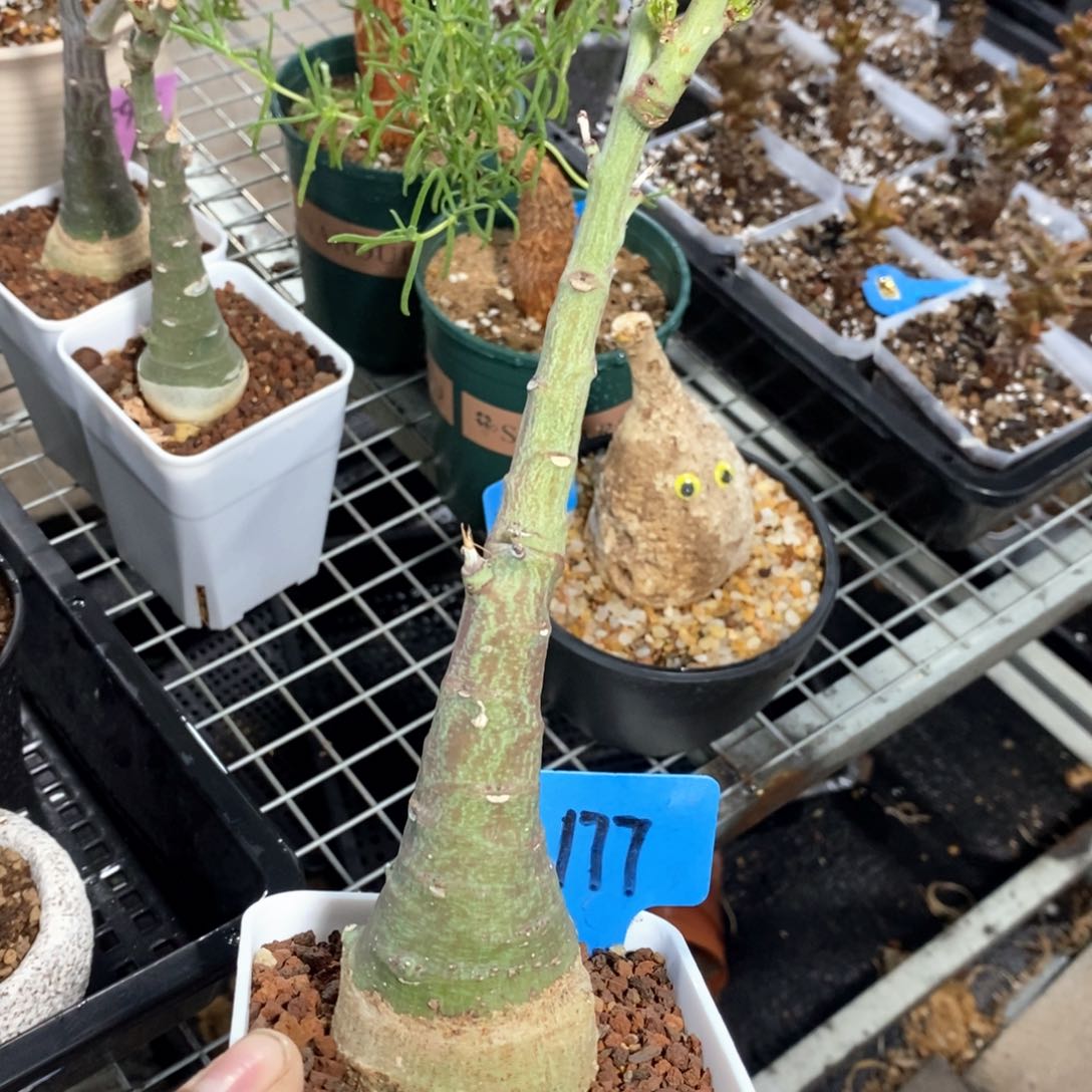 幻蝶蔓多肉植物一个