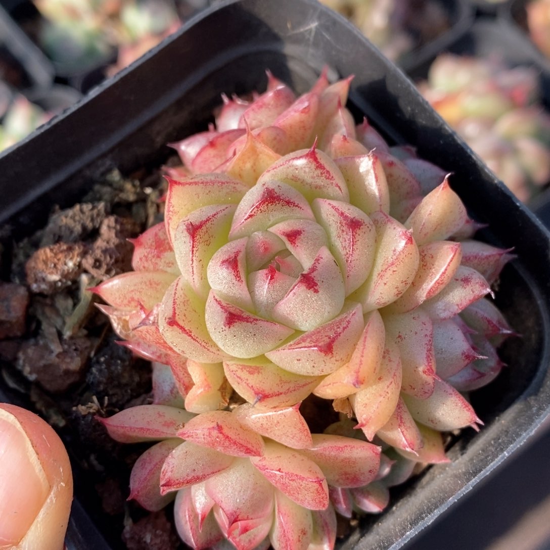 精品多肉一物一拍225