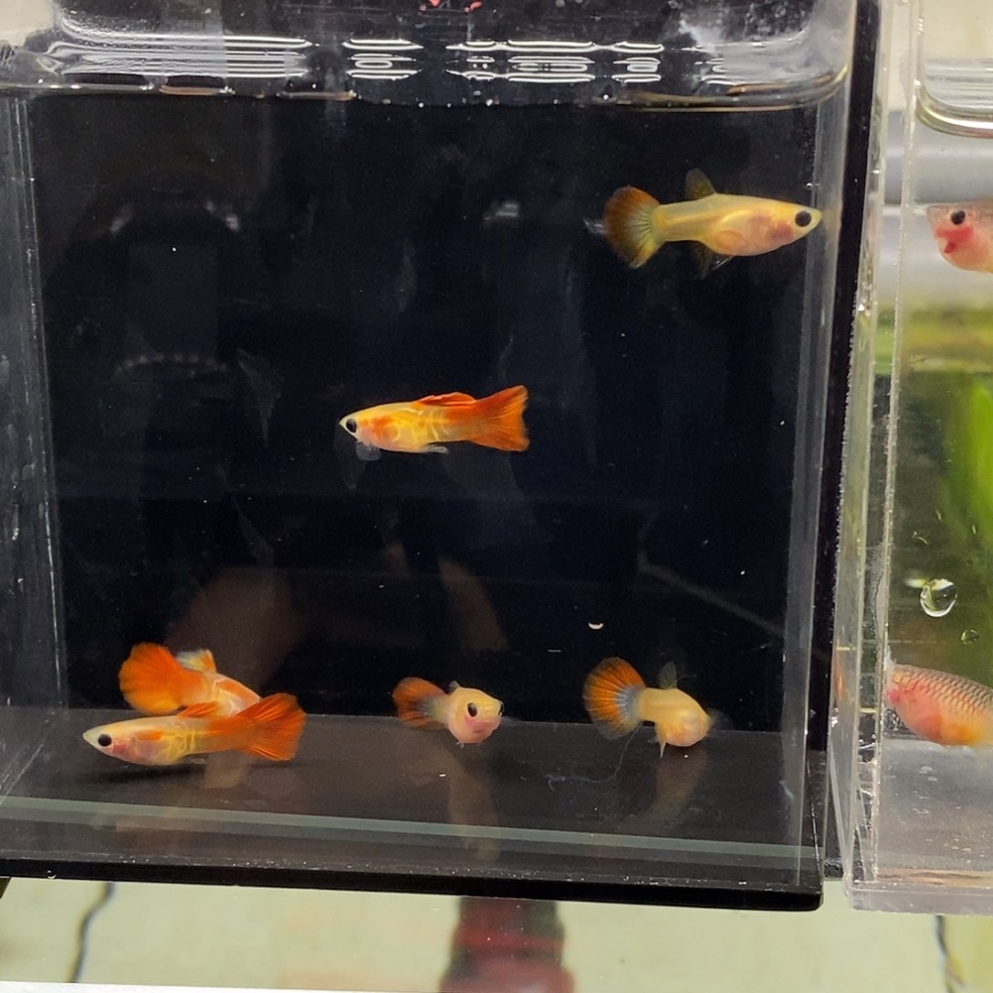 孔雀鱼银河红尾玻璃猫3对特价